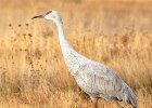 2 Sand Hill Crane .jpg